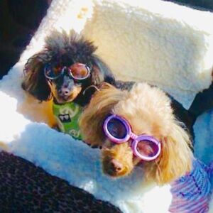 Meet your Posher, Tammy